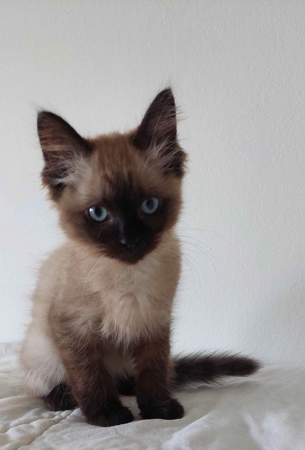 Ragdoll cica Blue Mink