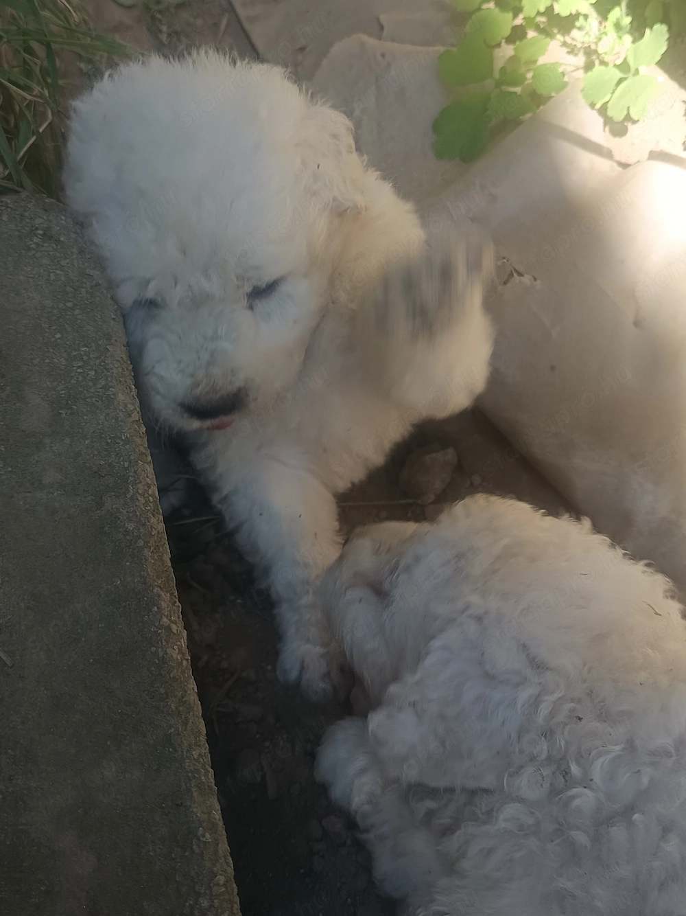 Komondor kiskutya