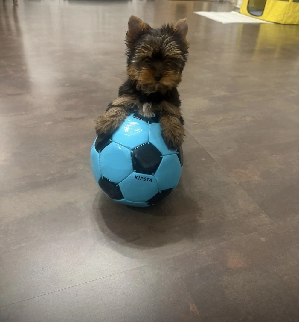 yorkhshire terrier kutyus