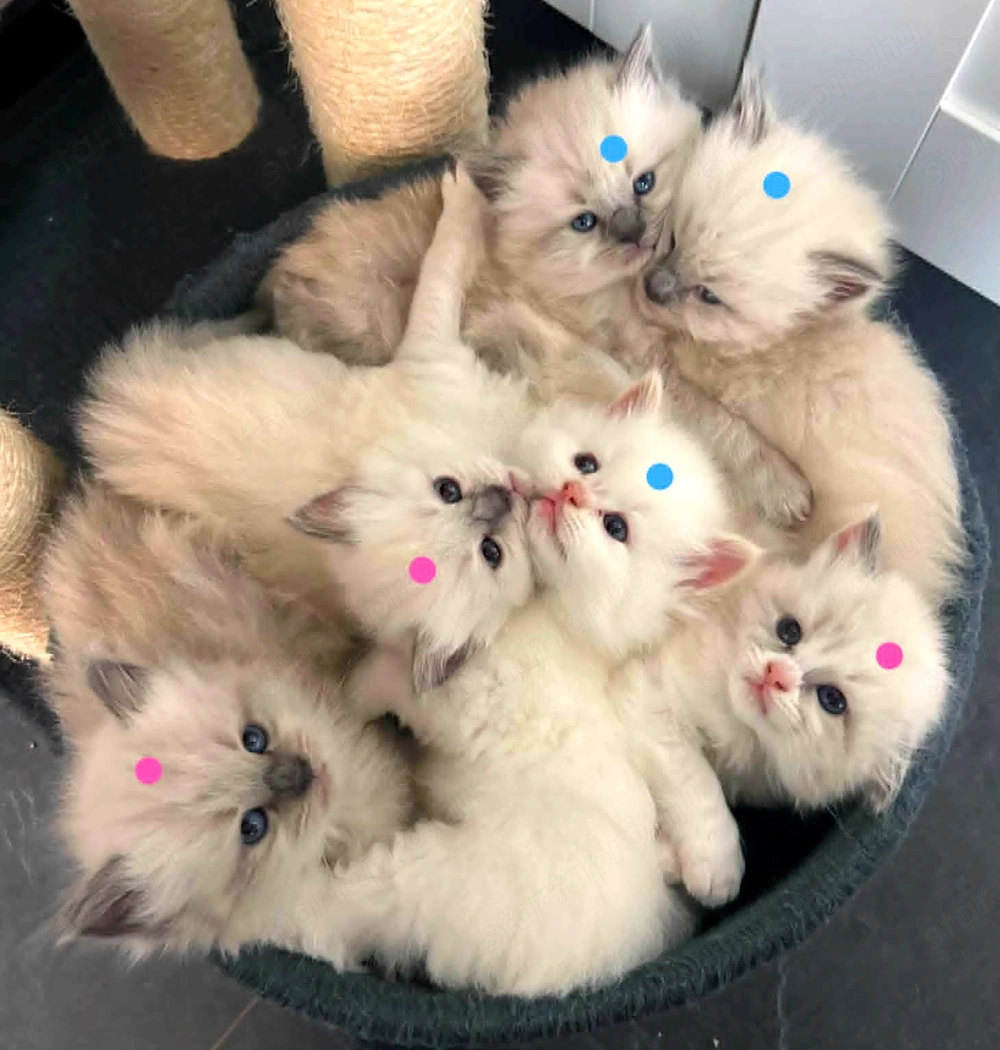 Gyönyörű ragdoll kiscicák