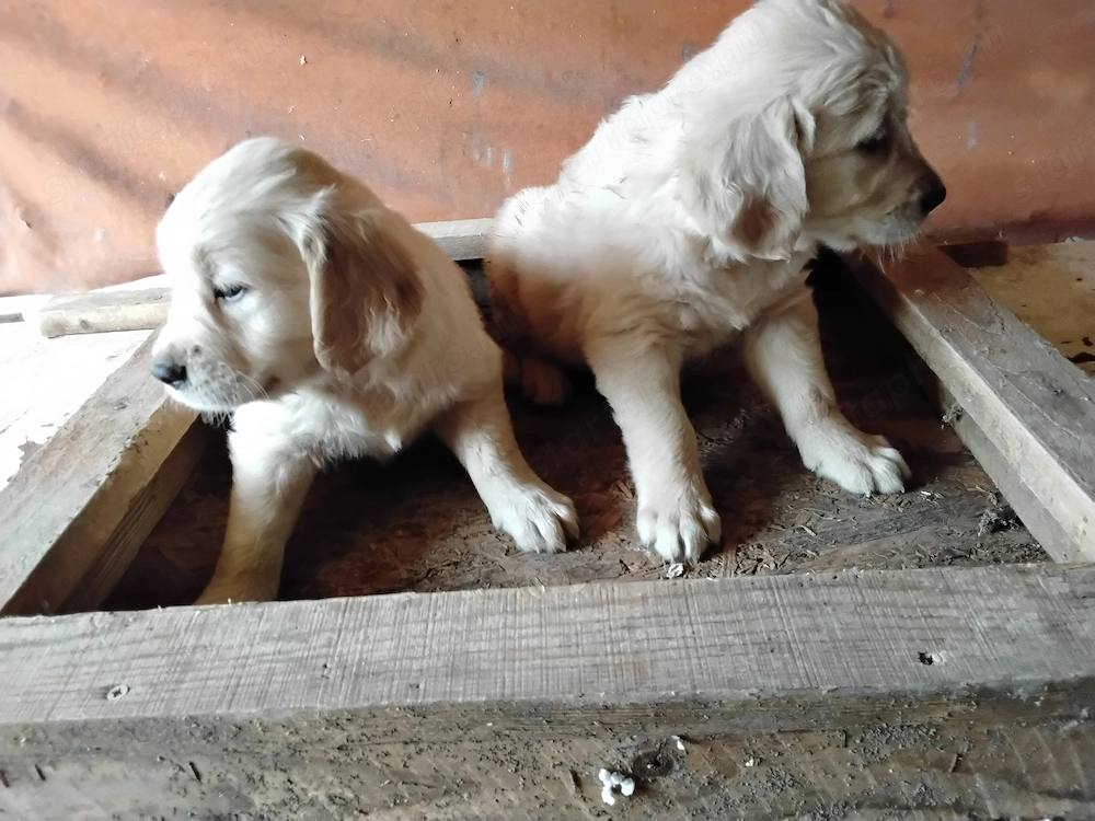 Goldenretriever 8  hetes kőlykők elvihetők