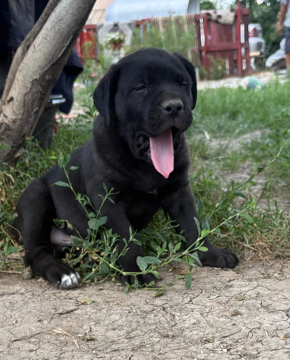 Cane corso kiskutyak 