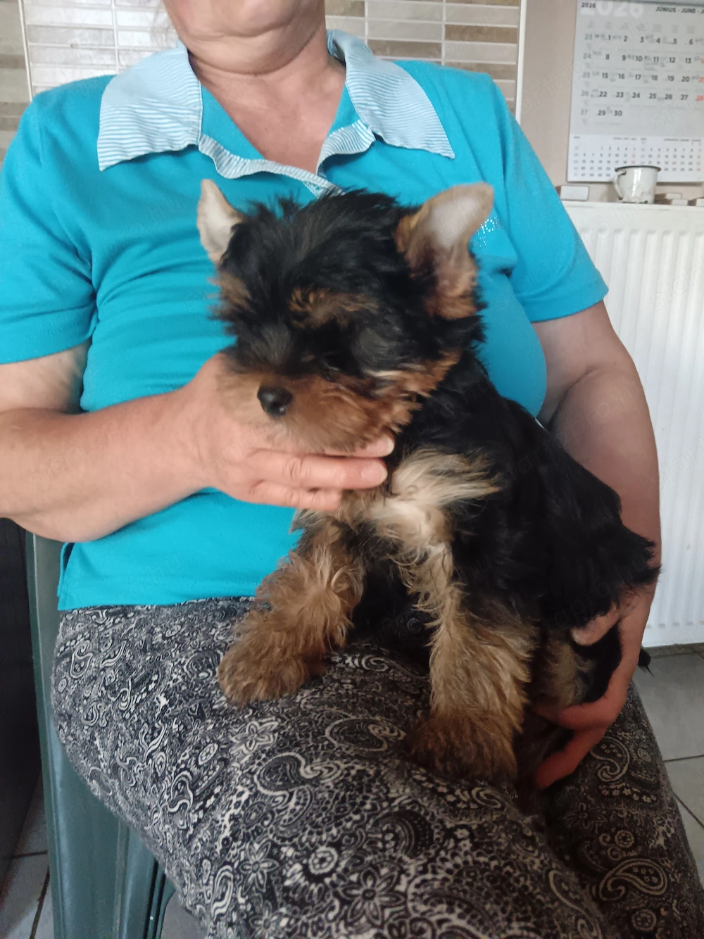 Yorkshire terrier jellegű fiú