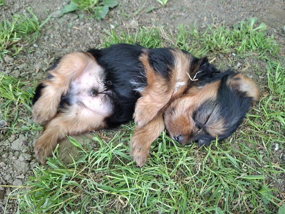 Yorkshire terrier kiskutya vasárnapig 99000