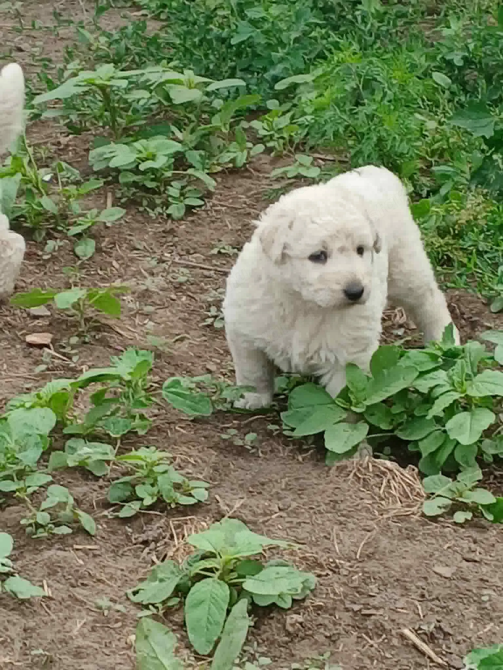 Kuvasz kiskutyák Debrecenből gazdit keresnek