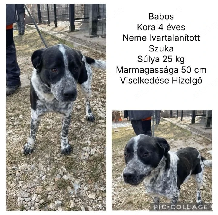 Babosnak a gyepmesteri telepről mentett kutyának keresünk szerető gazdit