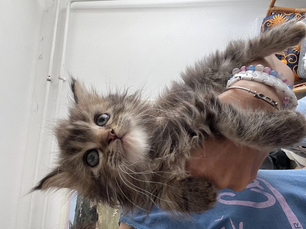 Maine Coon kislány cica eladó