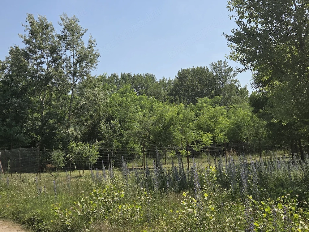 Monorierdőn, belterületi, 580 m2-es, építési telek