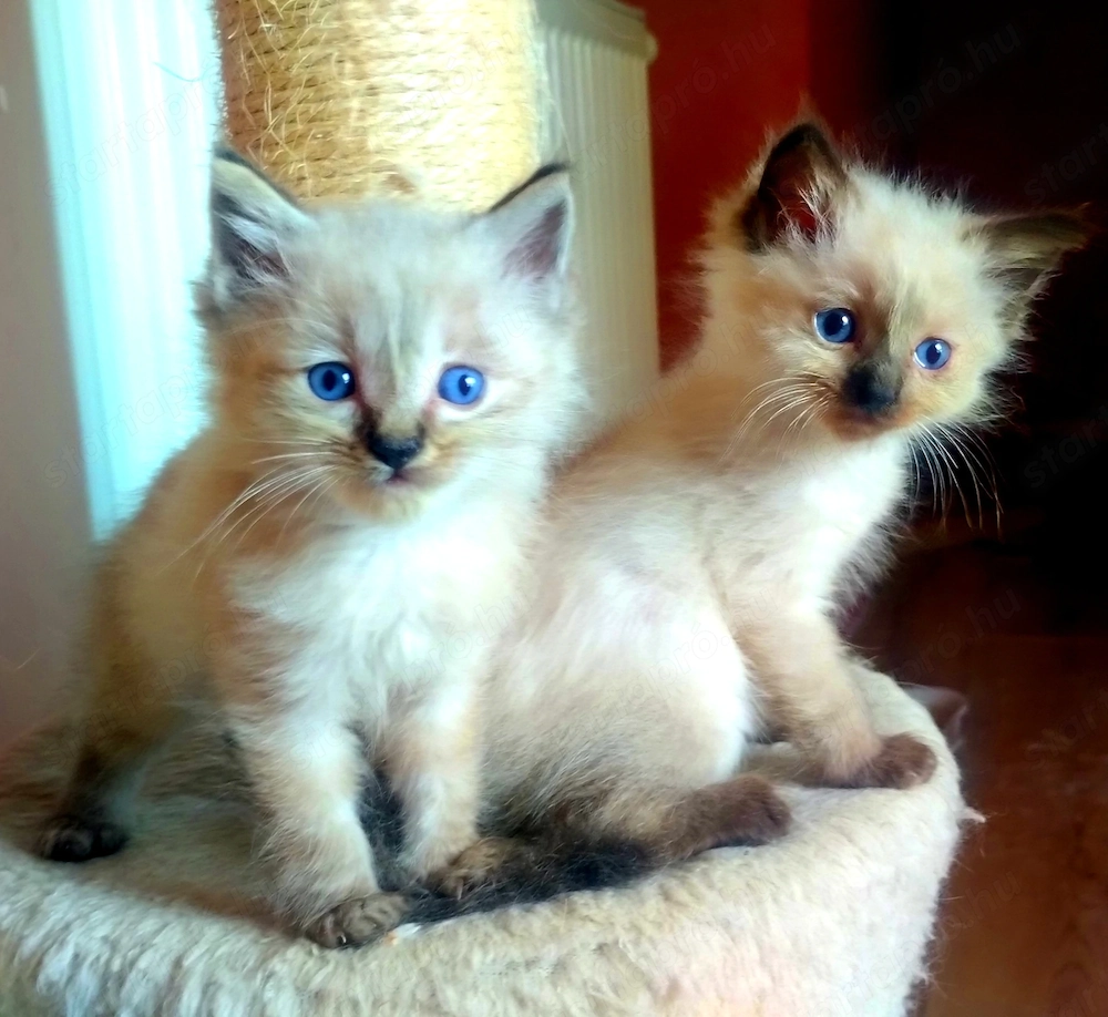 Ragdoll kiscicák foglalhatók 