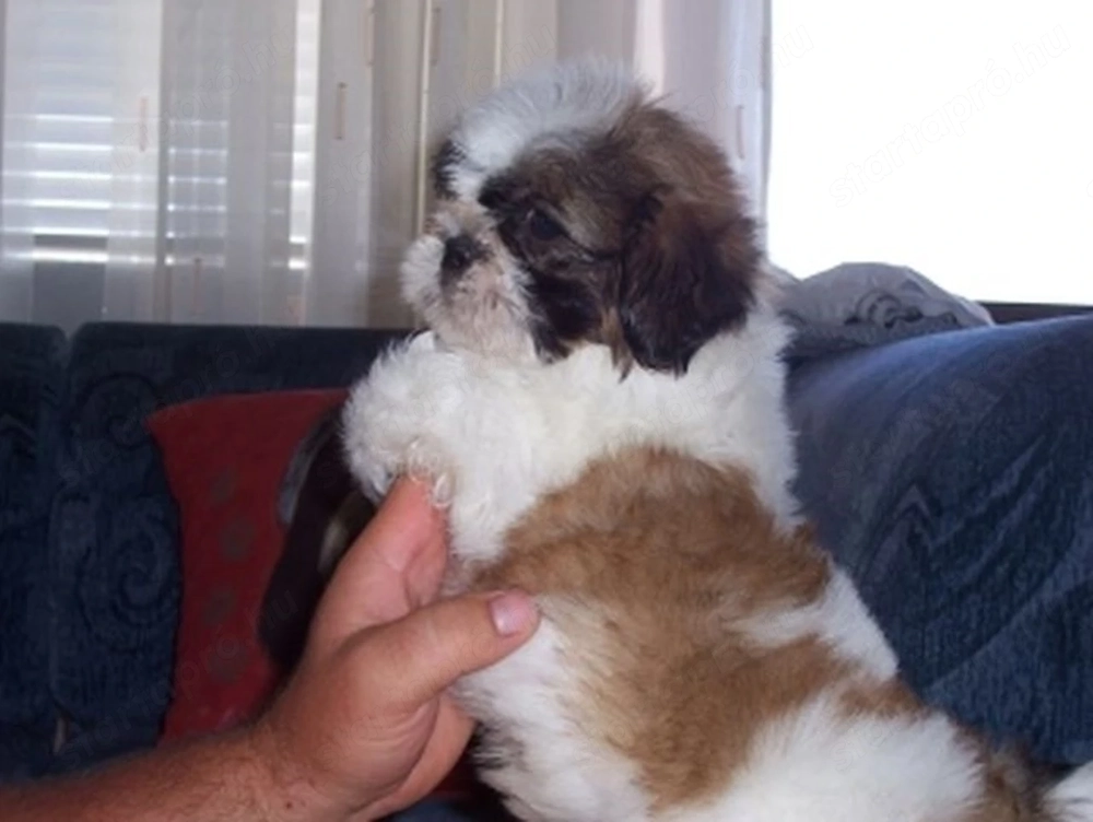 Shih-Tzu kölykök eladók
