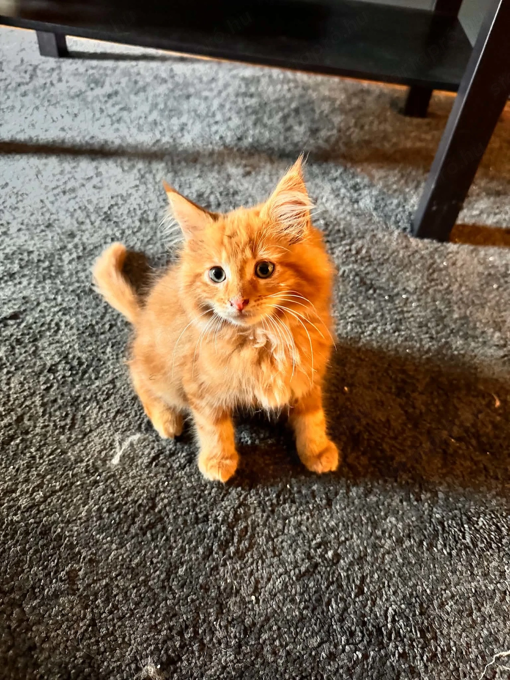 Maine Coon kiscicák