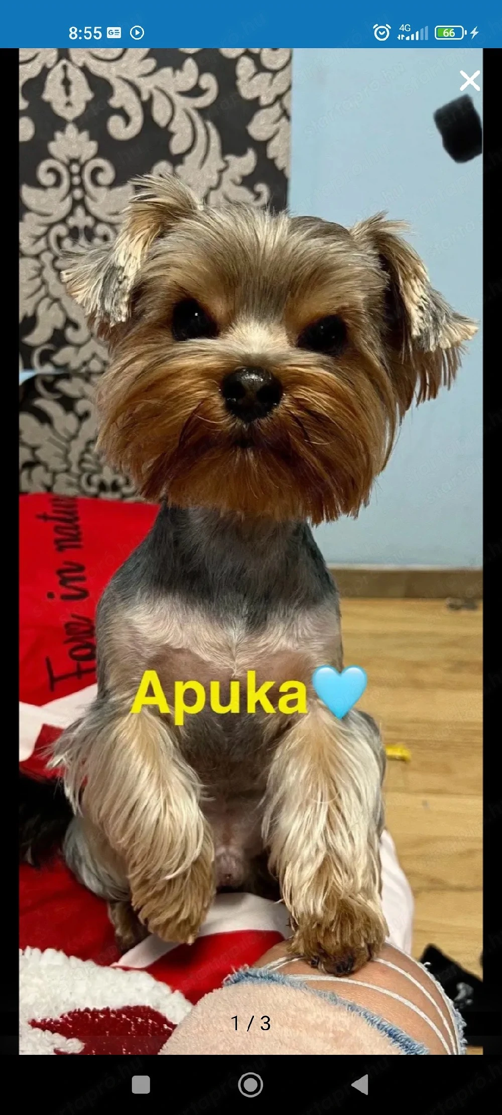 yorki kis babak 