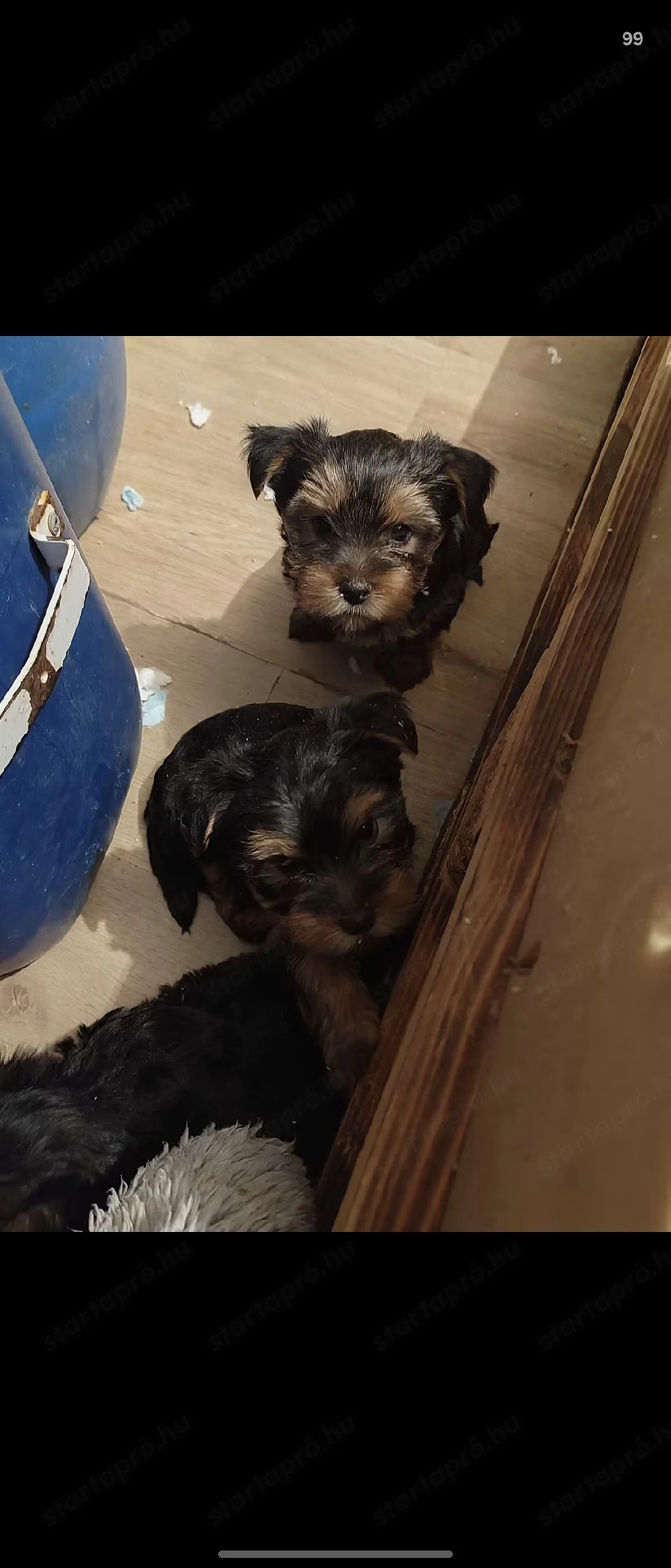 Yorkshire terrier