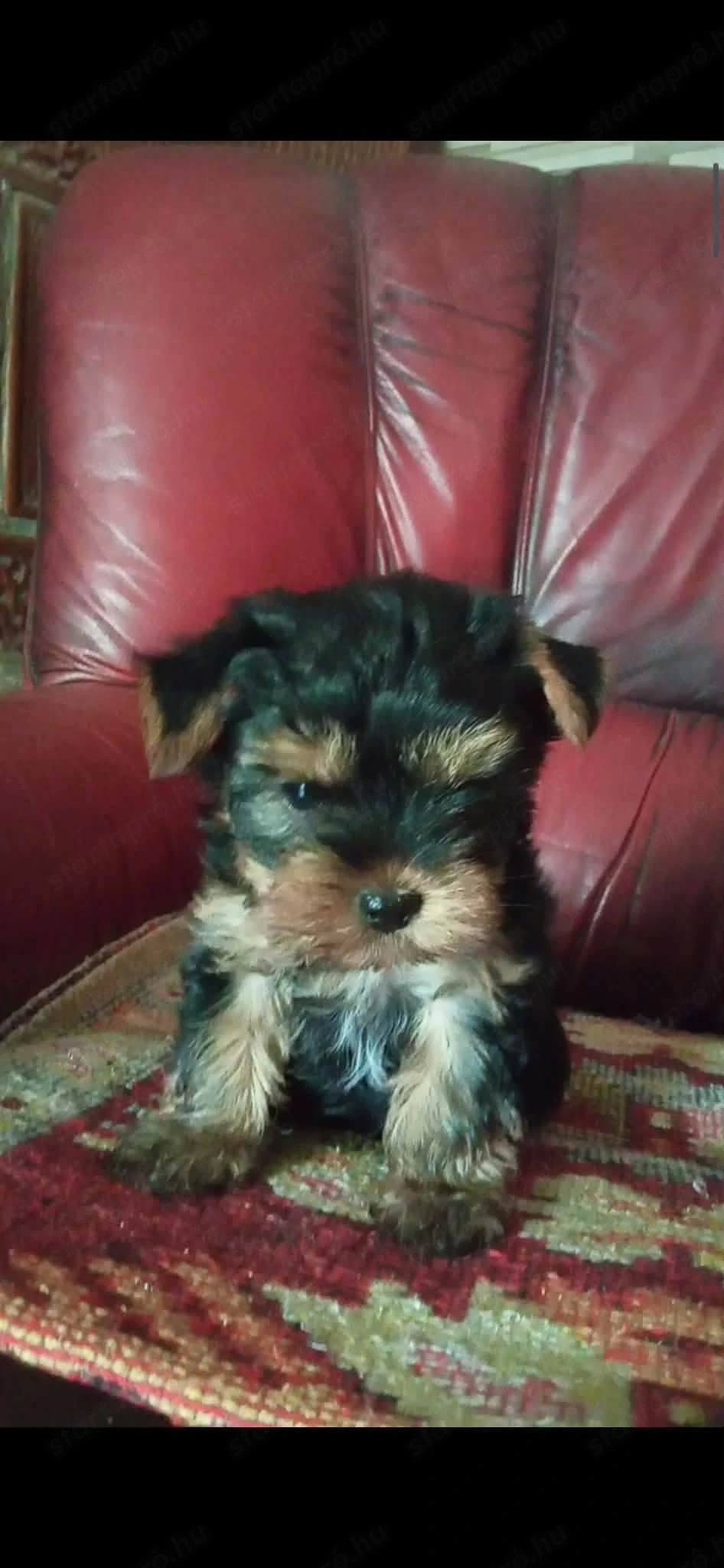 Yorkshire terrier kiskutyák