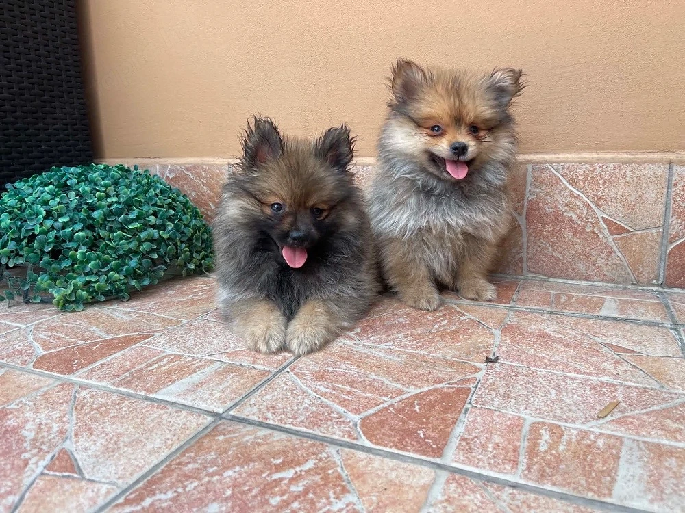 Pomerániai Törpe Spitz kiskutyák Pomerániai Törpespitz kiskutyák Pomerániai Törpespicc kiskutyák