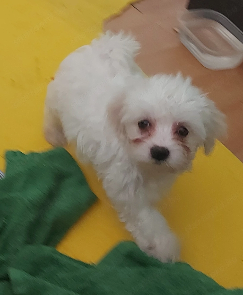 Bichon Havanese 9hetes kislány 