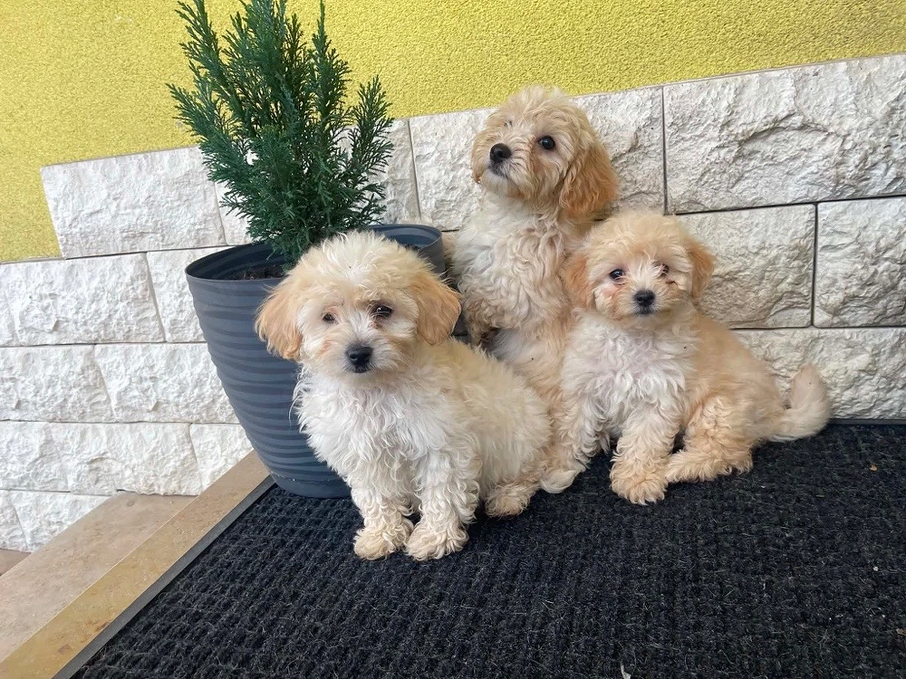 Maltipoo kiskutyák