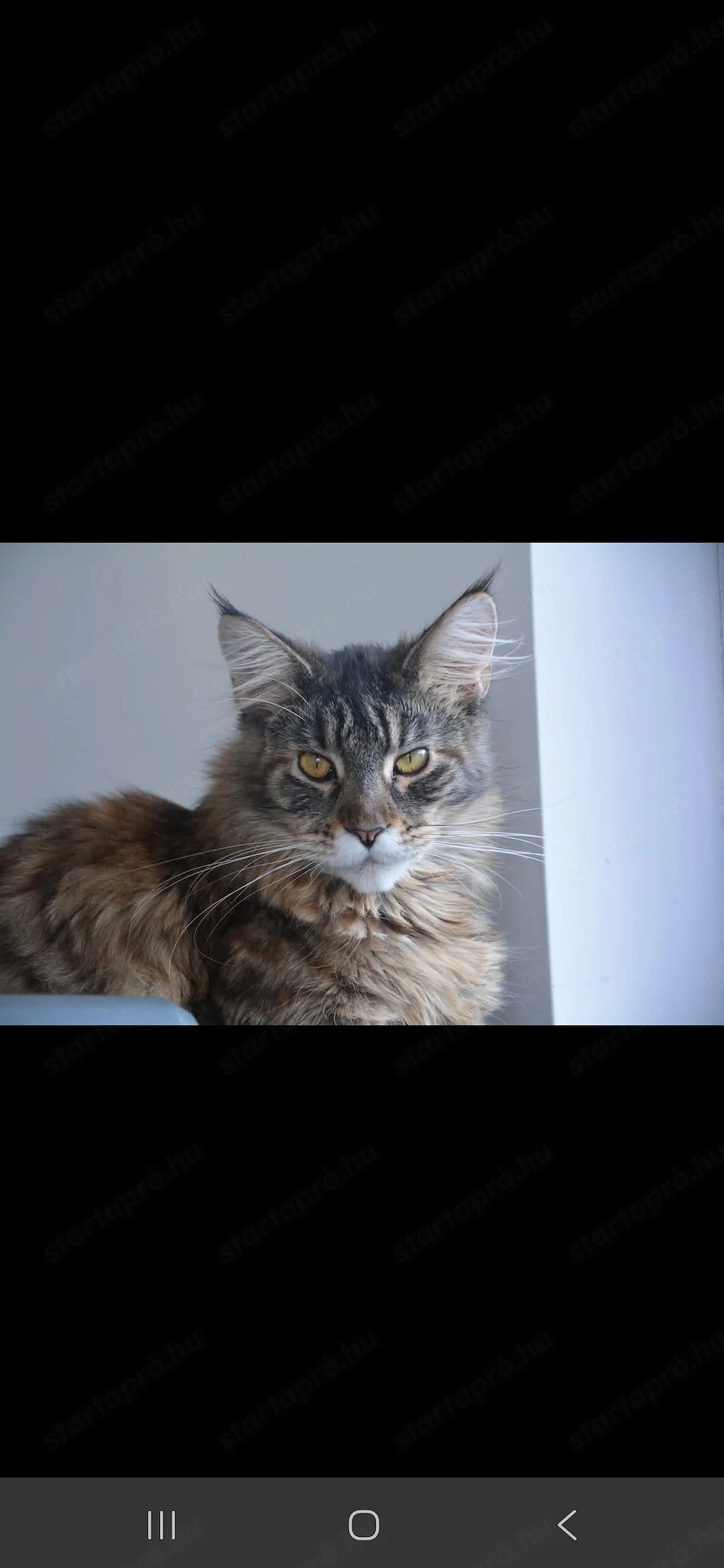 Maine coon nőstény 
