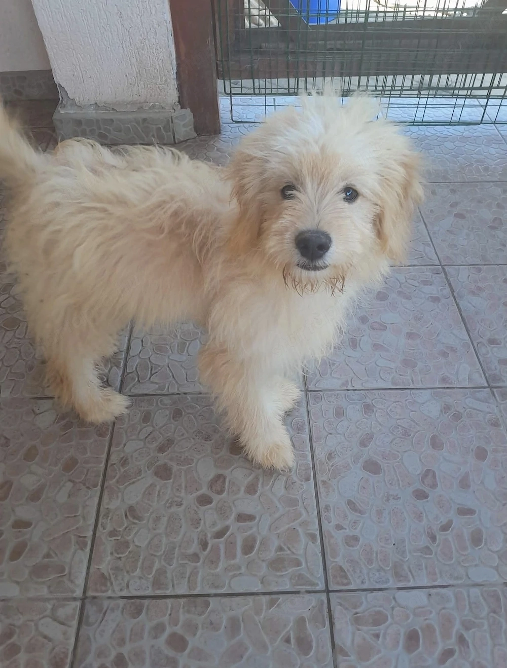 Uszkár jellegü Pomapoo (F1b) kiskutyák szűrt szülőktől gazdit keresnek! 