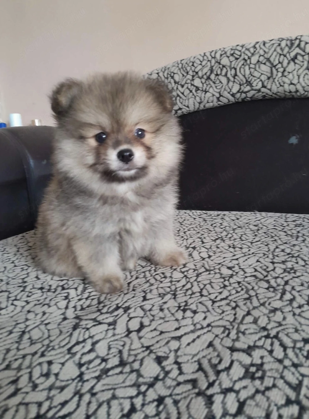 Két tündéri Pomerániai kislány és kisfiú álomgazdit keres! 
