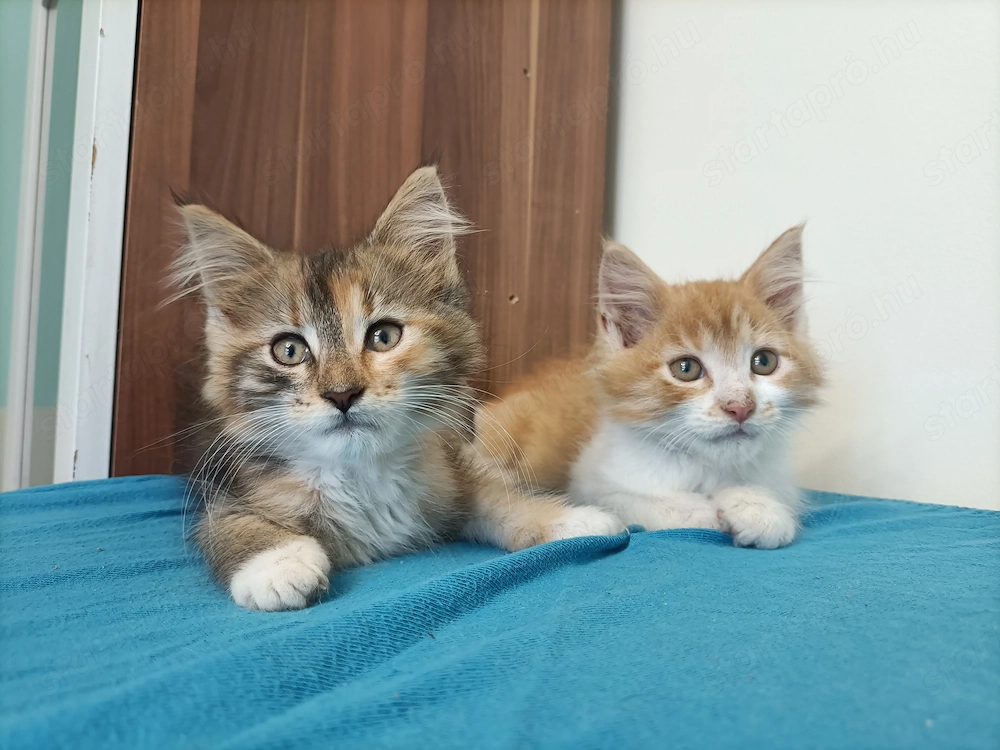 Maine coon 