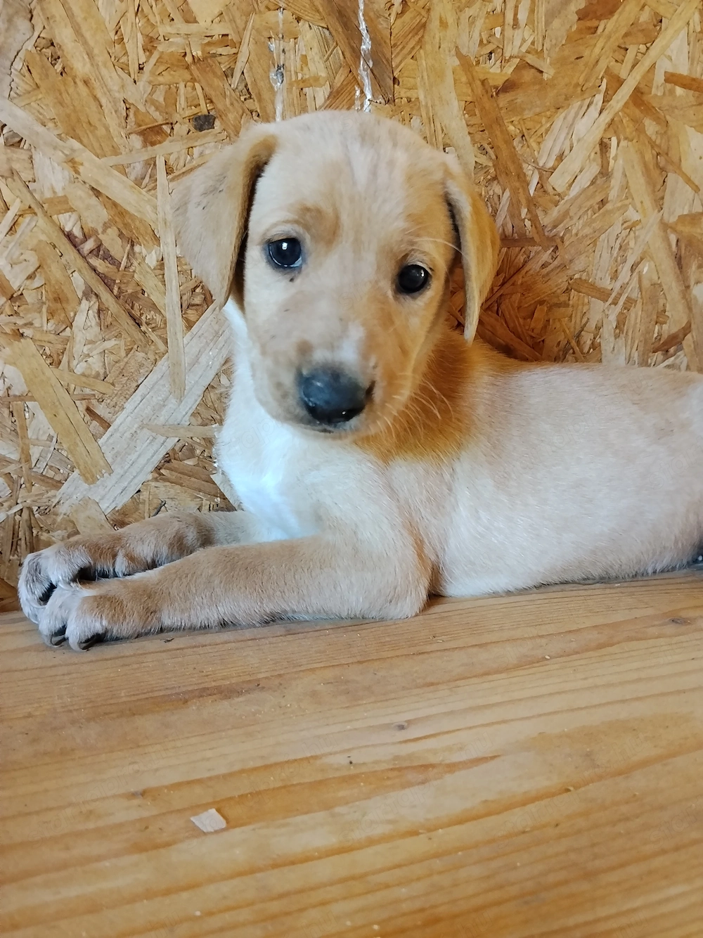 Eladó labrador kölyök kutyus 