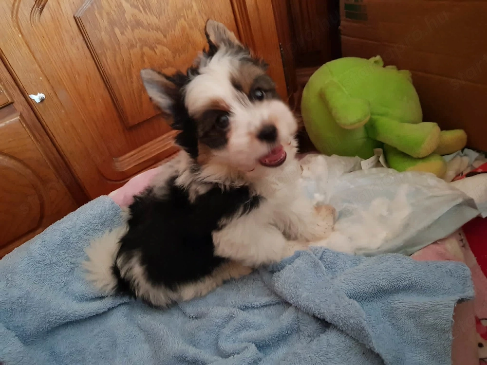 2 hónapos Biewer Yorkshire Yorki mini kisfiú  2 x oltva, keresi gazdiját!