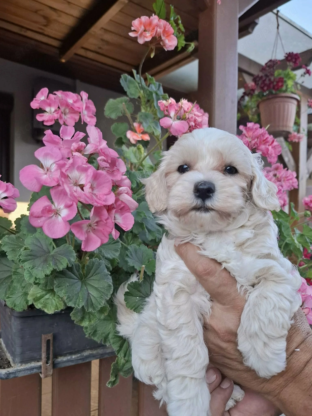 Maltipoo szuka kiskutyák 
