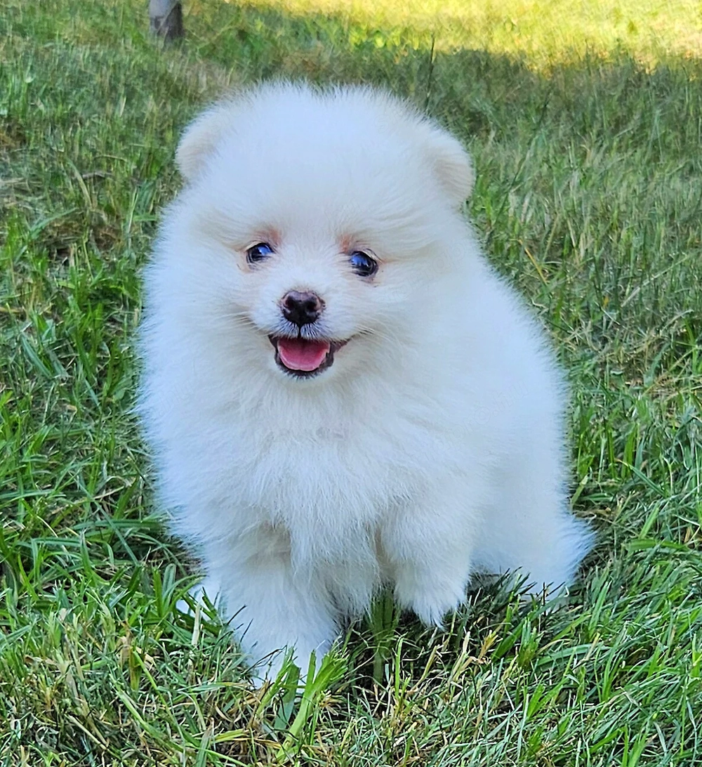 Pomerániai törpespitz kiskutyák