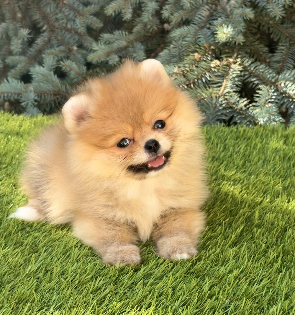 Extra mini pomerániai szuka kiskutya