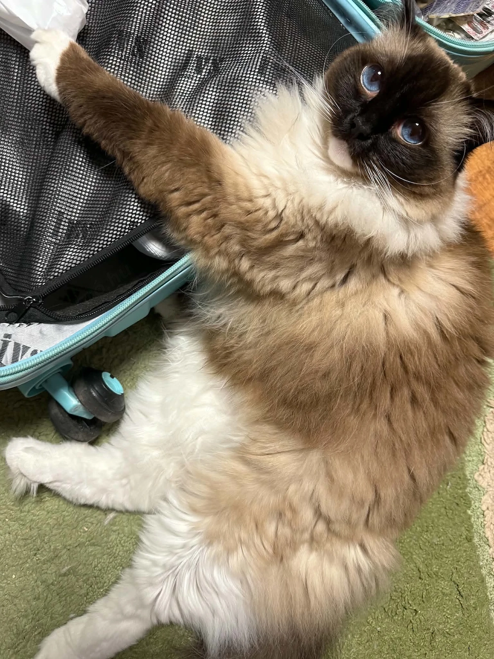 Ragdoll cica l ny ivartalanított törzskönyves 