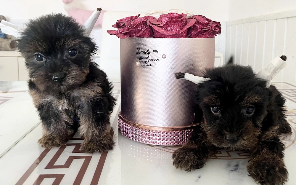 Yorkie kisfiúk eladók !