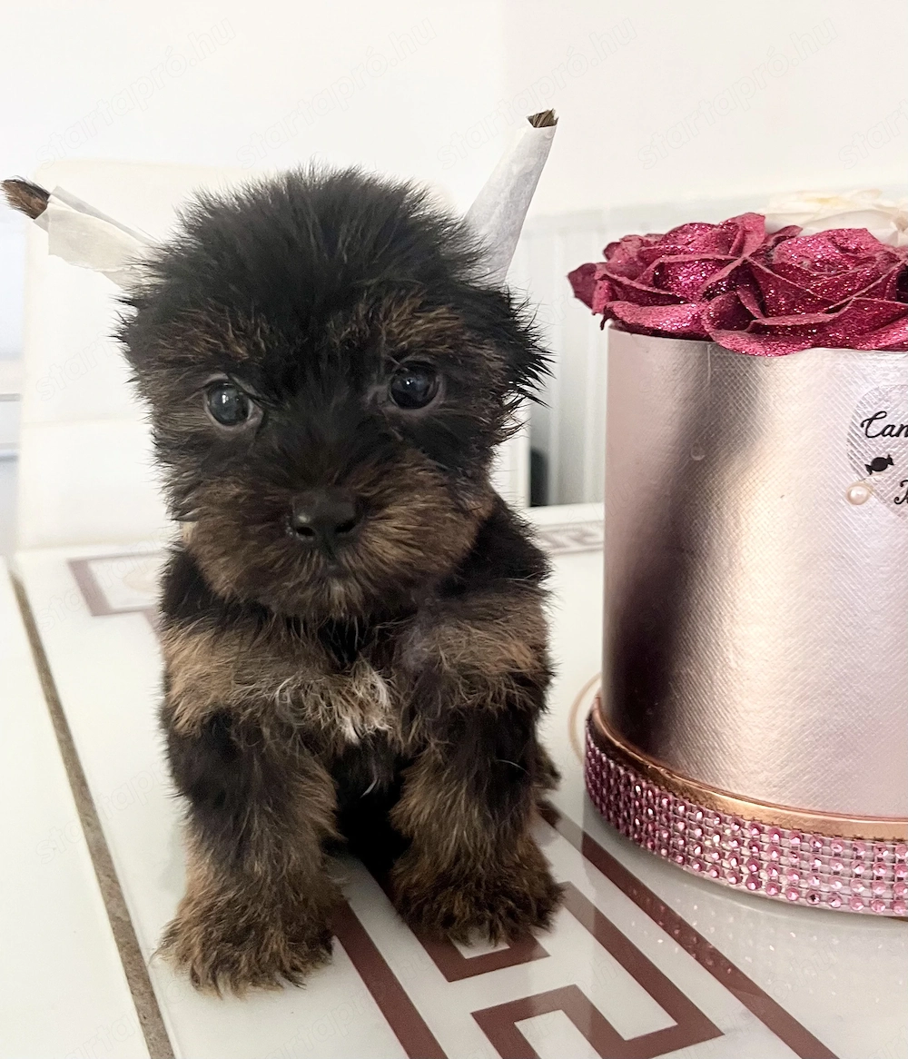 Yorkie kisfiú eladó !