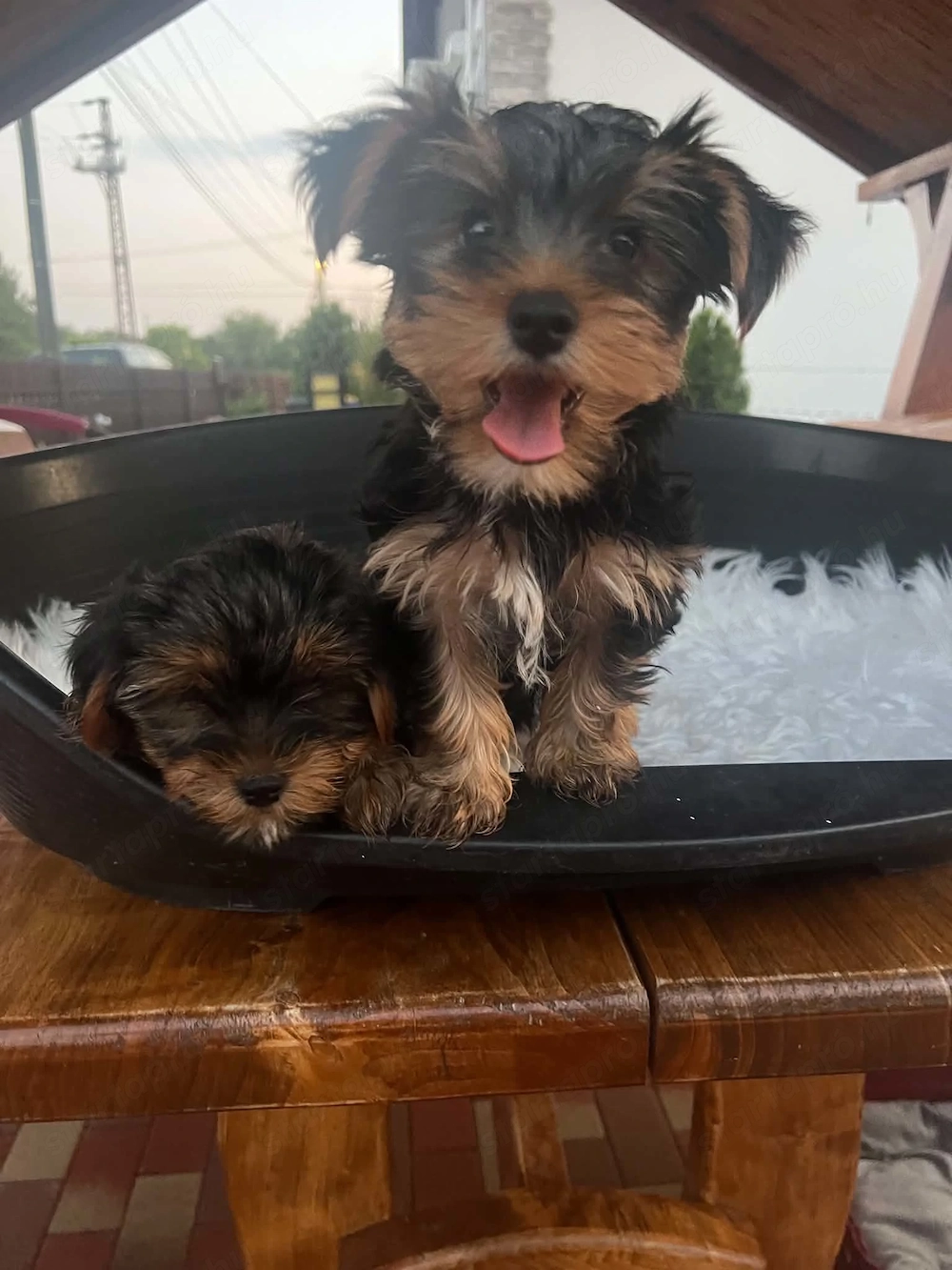 yorkshire terrier kuty k