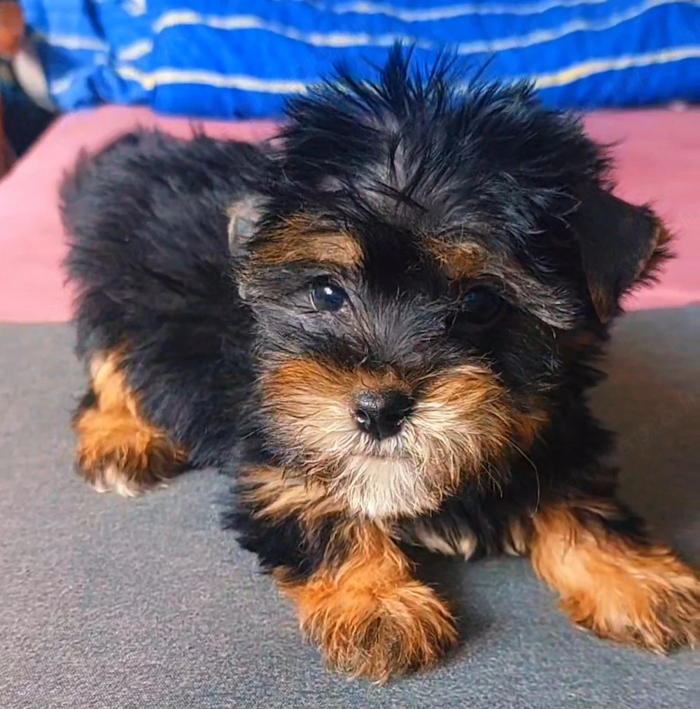 Mini méretű yorkshrie terrier kan kölyök 