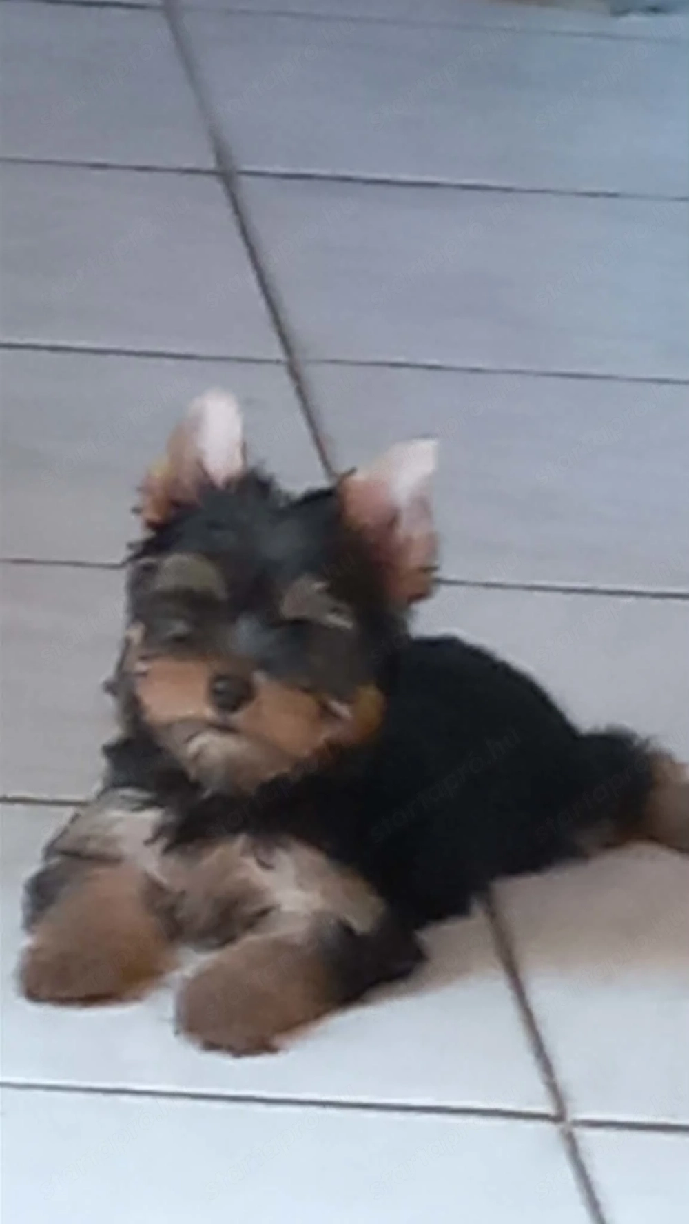 Yorkshire terrier jellegű fiú