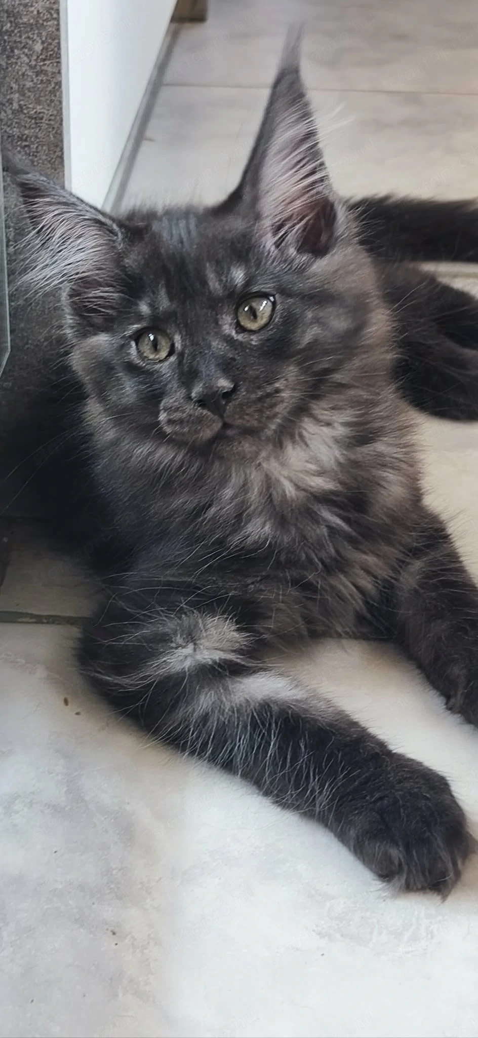 Maine Coon