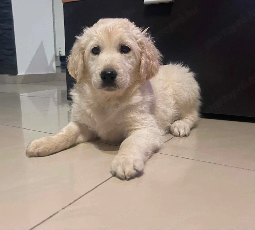 Golden Retriever kiskutya