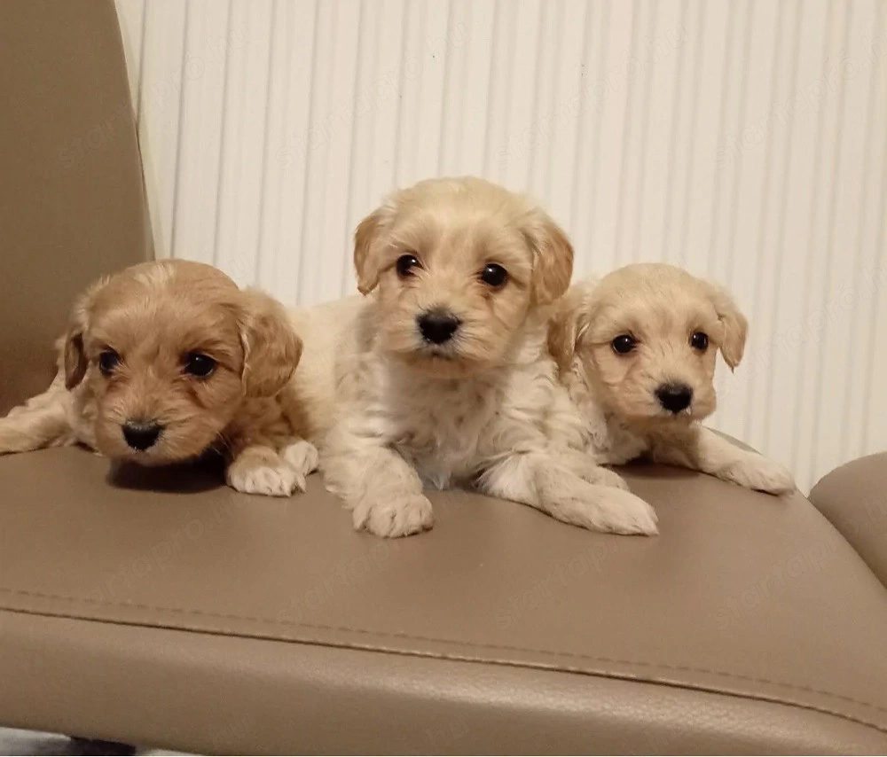 Maltipoo kiskutyák
