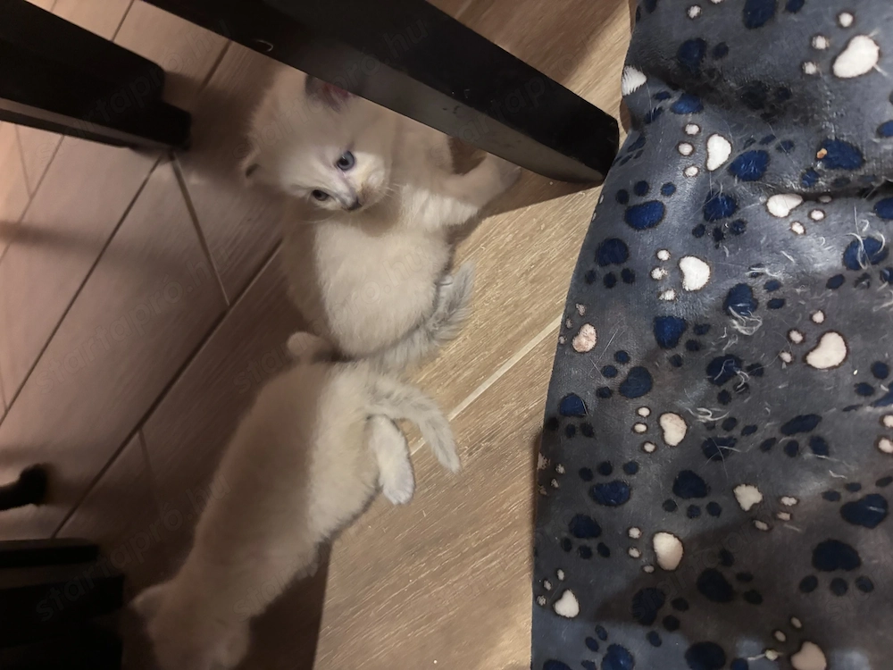 Ragdoll lány előjegyezhető
