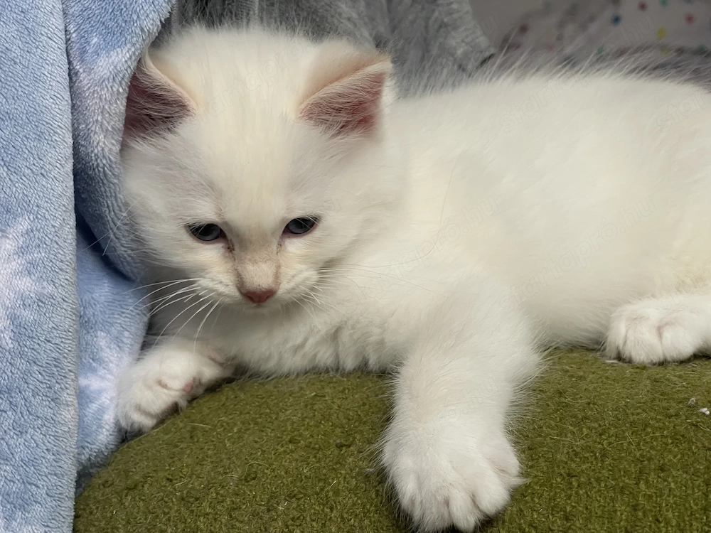 Ragdoll törzskönyves macska