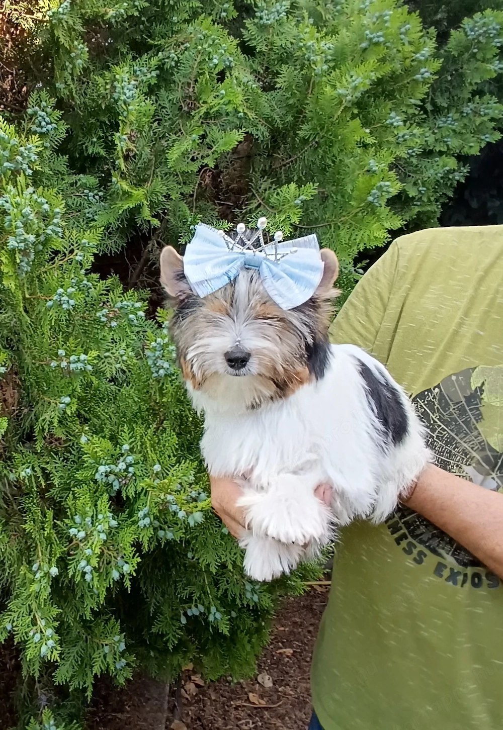 Eladó törzskönyvezett Biewer Yorkshire terrier kiskutya