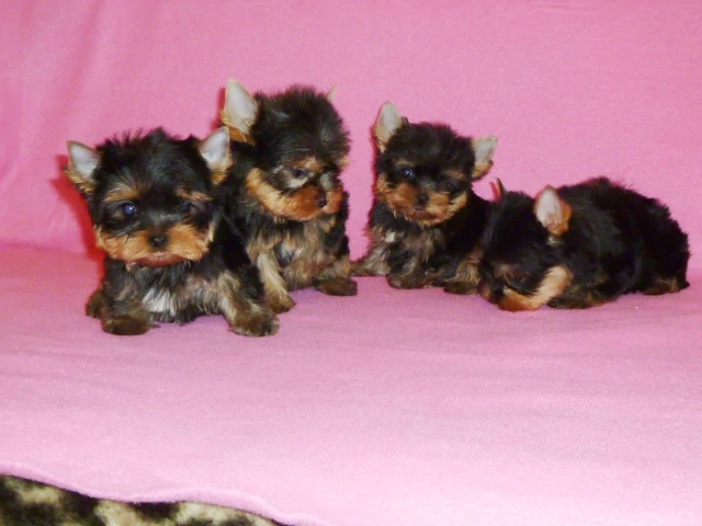 Eladó Yorkshire terrier kölyök