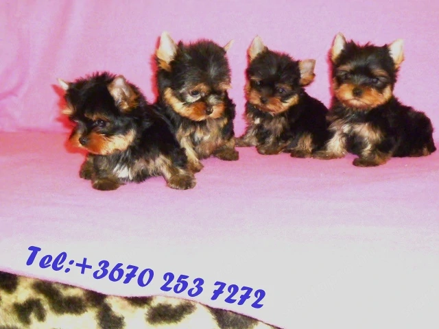 Eladó törzskönyvezett Yorkshire terrier kölyök