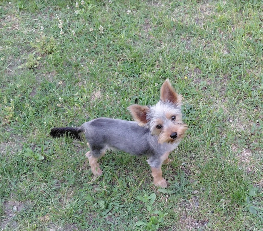 Yorkshire terrier kisfiú eladó
