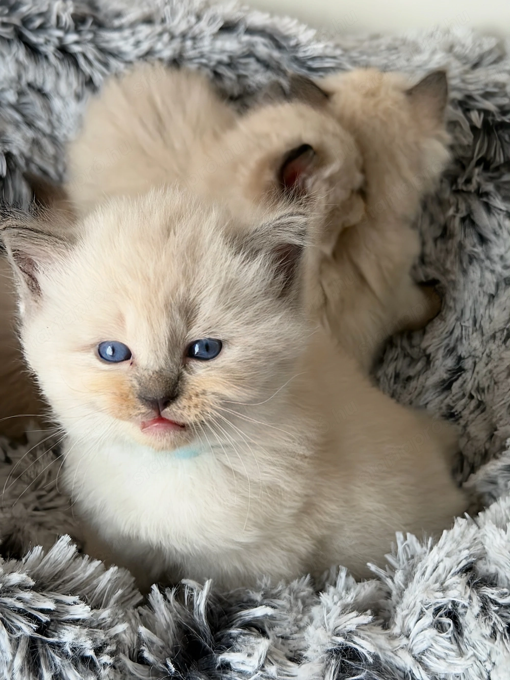 Bajnok szülők Törzskönyves Ragdoll babái