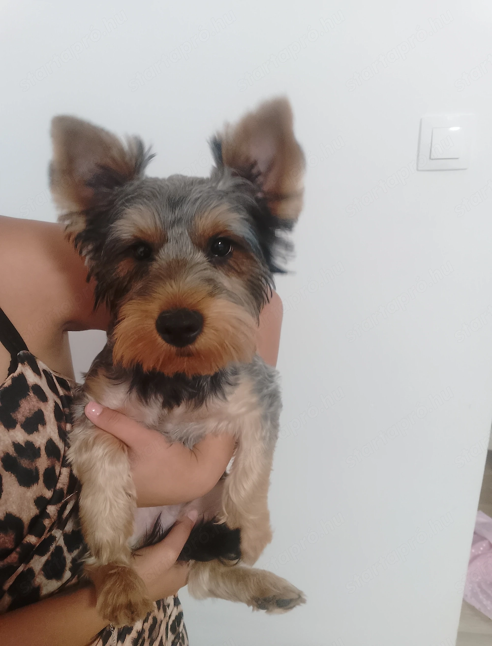 Tündéri Kan Yorkshire Terrier kiskutya eladó