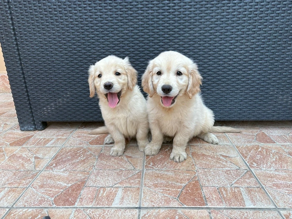 Golden Retriever kiskutyák