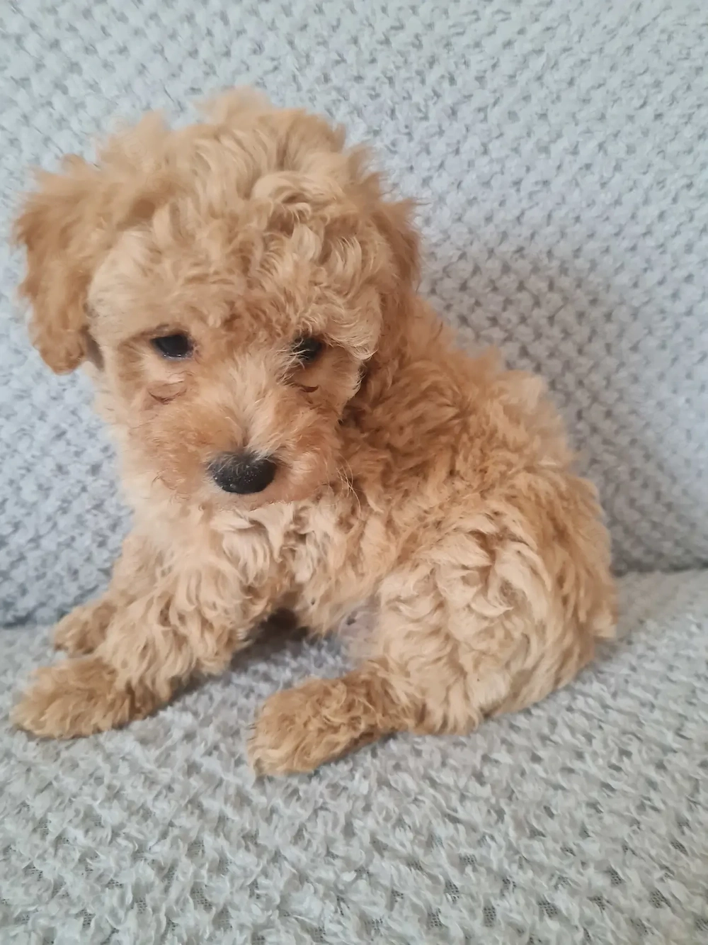 Maltipoo  kiskutya