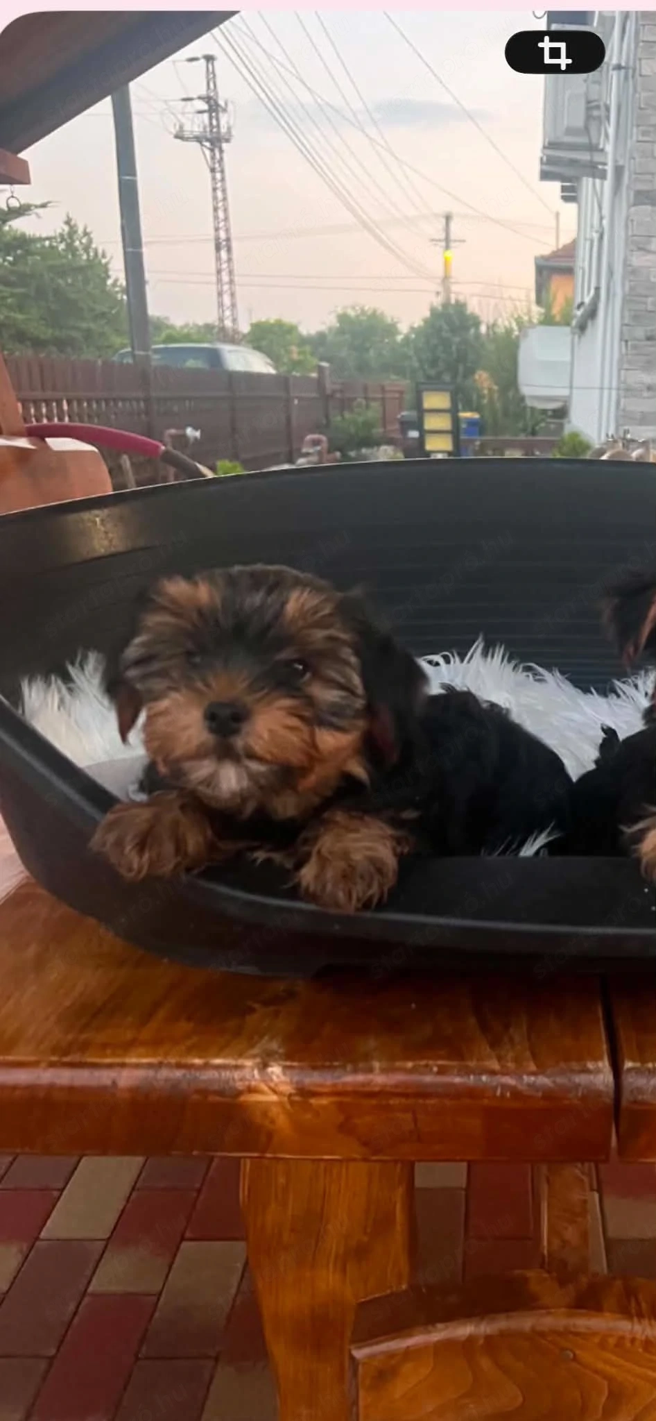 yorkshire terrier kutyusok